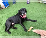Small #52 Labrador Retriever Mix