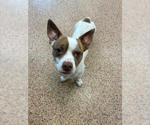 Chihuahua Dogs for adoption in Springfield, MA, USA