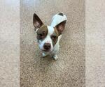 Small Chihuahua