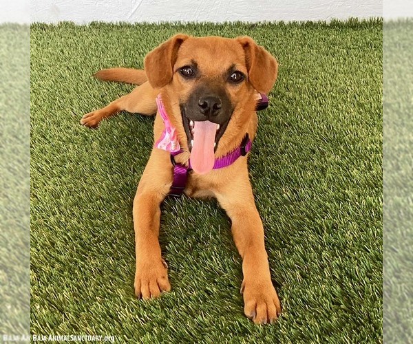 Medium Photo #3 Puggle Puppy For Sale in San Diego, CA, USA