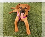 Small #2 Puggle