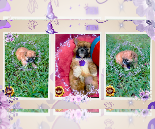 Medium Photo #5 Shih Tzu Puppy For Sale in ATHENS, GA, USA