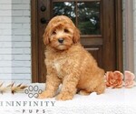 Small #4 Goldendoodle (Miniature)