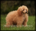 Small Photo #43 Poodle (Miniature) Puppy For Sale in COPPOCK, IA, USA