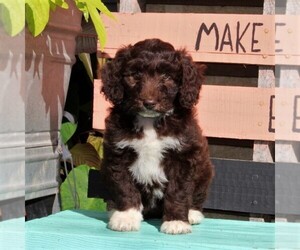 Aussiedoodle Miniature  Puppy for sale in HOLTWOOD, PA, USA