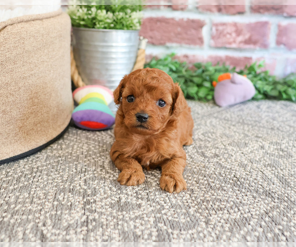 Medium Photo #5 Cavapoo Puppy For Sale in SYRACUSE, IN, USA