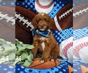 Goldendoodle (Miniature) Puppy for sale in QUARRYVILLE, PA, USA