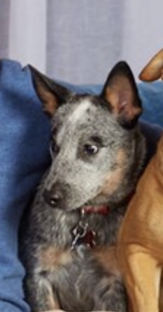 Medium Photo #1 Australian Cattle Dog Puppy For Sale in PLYMOUTH, MI, USA