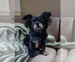 Chilier Dogs for adoption in Rochester, NY, USA