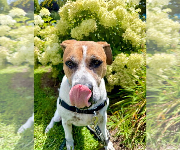 Medium Photo #26 Mutt Puppy For Sale in Gloversville, NY, USA