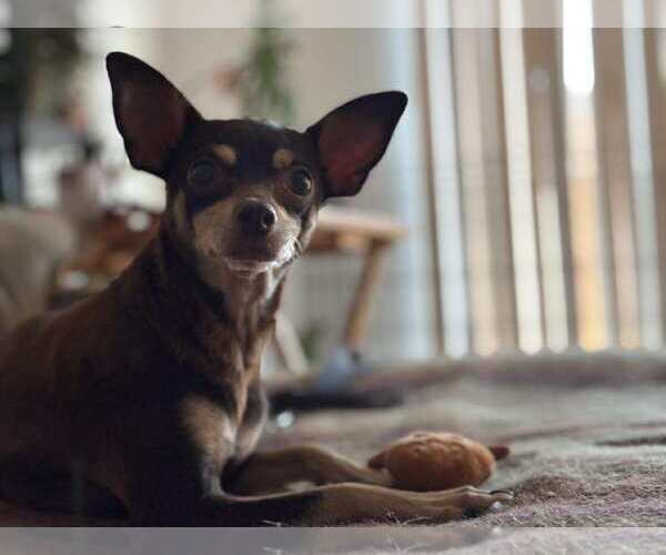 Medium Photo #2 Chihuahua-Unknown Mix Puppy For Sale in Visalia, CA, USA