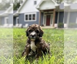 Puppy Phobos Bernedoodle