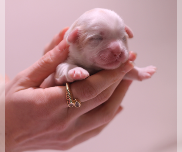 Medium Photo #1 Shih Tzu Puppy For Sale in ROCKWELL, NC, USA