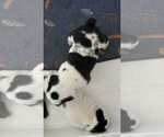 Small #5 English Bulldog