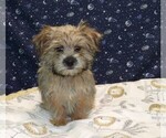 Small Photo #9 Morkie Puppy For Sale in PATERSON, NJ, USA