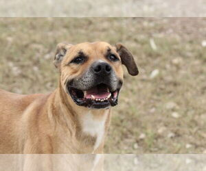 Boxer-Unknown Mix Dogs for adoption in El Centro, CA, USA