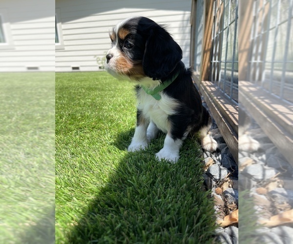 Medium Photo #17 Cavalier King Charles Spaniel Puppy For Sale in SANTA ROSA, CA, USA