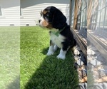 Small Photo #17 Cavalier King Charles Spaniel Puppy For Sale in SANTA ROSA, CA, USA