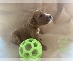 Puppy Puppy 1 Lime Goldendoodle