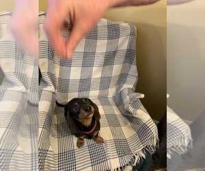 Dachshund Puppy for sale in AKRON, OH, USA
