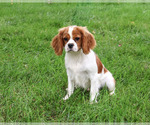 Keanu - Male Cavalier King Charles Spaniel Puppy for Sale - Photo #4