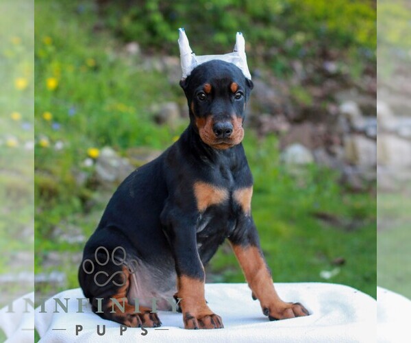 Medium Photo #3 Doberman Pinscher Puppy For Sale in NEWMANSTOWN, PA, USA
