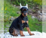 Small #2 Doberman Pinscher
