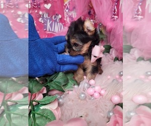 Yorkshire Terrier Puppy for Sale in HARKER HEIGHTS, Texas USA
