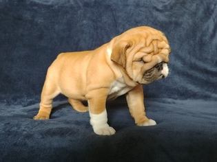 English Bulldog Puppy for sale in LEESPORT, PA, USA