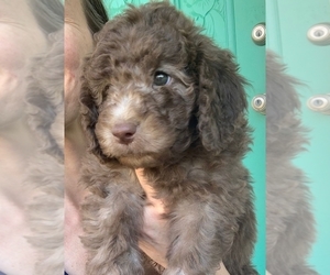 Labradoodle-Poodle (Miniature) Mix Puppy for sale in FORT MILL, SC, USA