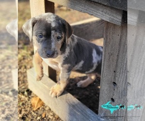 Catahoula Leopard Dog Puppy for sale in MORAN, MI, USA