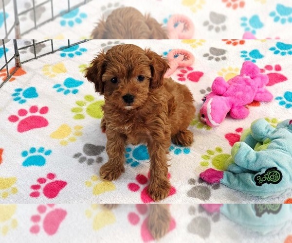 Medium Photo #3 Cavapoo (Miniature)-Poodle (Toy) Mix Puppy For Sale in ORO VALLEY, AZ, USA
