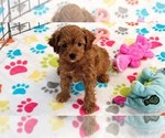 Small #2 Cavapoo (Miniature)-Poodle (Toy) Mix