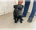 Small Labrador Retriever