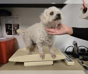 Maltichon Dogs for adoption in Corona, CA, USA