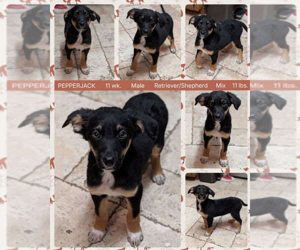 Medium Photo #1 Retriever -Unknown Mix Puppy For Sale in Mesa, AZ, USA