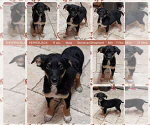 Retriever -Unknown Mix Dogs for adoption in Mesa, AZ, USA