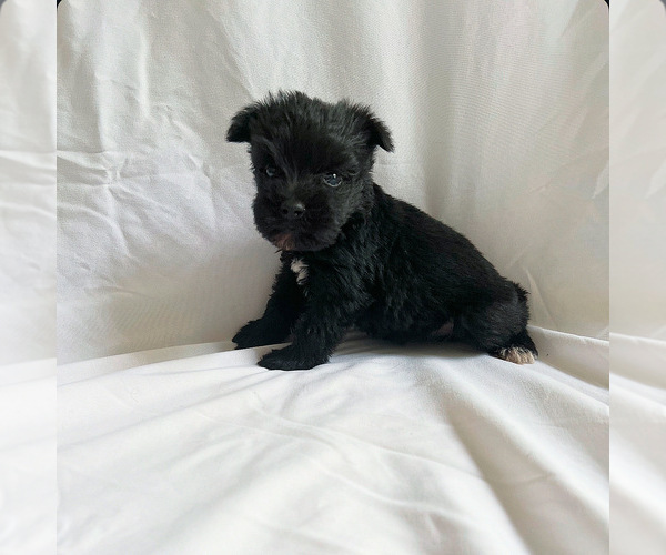 Medium Photo #3 Schnauzer (Miniature) Puppy For Sale in MIAMI, FL, USA