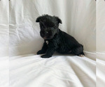 Small Photo #3 Schnauzer (Miniature) Puppy For Sale in MIAMI, FL, USA