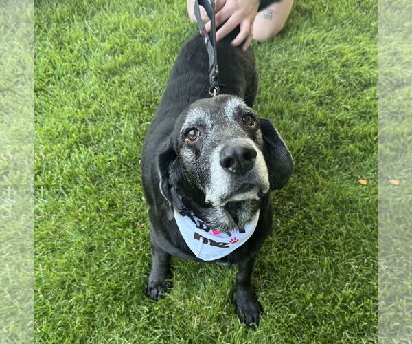 Medium Photo #2 Basset Hound-Labrador Retriever Mix Puppy For Sale in Brooklyn Center, MN, USA
