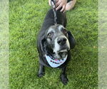 Small #1 Basset Hound-Labrador Retriever Mix