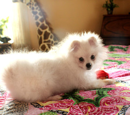 Pomeranian Puppy for sale in BUCKINGHAM, VA, USA