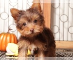 Small Yorkshire Terrier