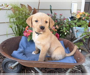 Labrador Retriever-Unknown Mix Dogs for adoption in Duluth, MN, USA