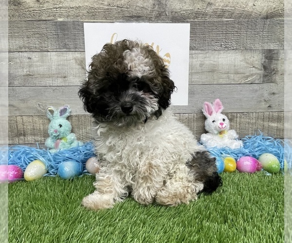 Medium Photo #6 Poodle (Miniature) Puppy For Sale in PLAINVILLE, IN, USA