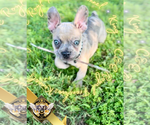 Small #3 French Bulldog