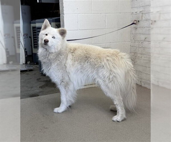 Medium Photo #1 Alaskan Malamute Puppy For Sale in San Bernardino, CA, USA