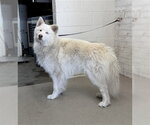 Small Alaskan Malamute