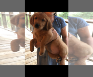 Golden Retriever Puppy for sale in SYLVANIA, GA, USA