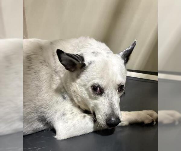 Medium Photo #1 Mutt Puppy For Sale in Bakersfield, CA, USA